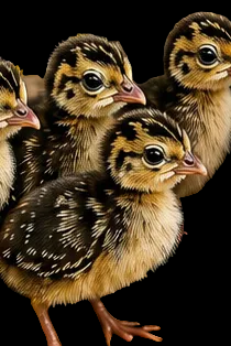 Guinea Keets